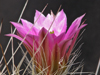 Echinocereus parkeri