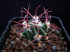 Echinocactus parryi