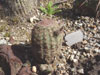 Echinocereus pectinatus