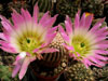 Echinocereus pectinatus