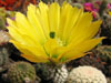 Echinocereus dasyacanthus