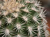 Echinocereus pectinatus