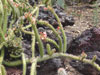 Echinocereus pensilis