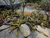 Echinocereus pensilis