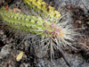 Echinocereus pensilis