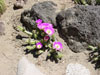 Echinocereus pentalophus