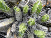 Echinocereus pentalophus