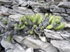 Echinocereus pentalophus