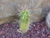 Echinocereus pentalophus