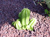 Echinocereus viereckii