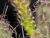 Echinocereus pentalophus