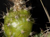 Echinocereus pentalophus