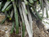 Echinocereus pentalophus
