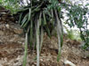 Echinocereus pentalophus