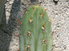 Echinopsis peruviana