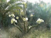 Echinopsis peruviana