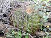 Echinocactus platyacanthus