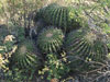 Echinocactus platyacanthus