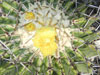 Echinocactus platyacanthus