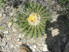 Echinocactus platyacanthus