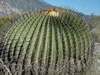 Echinocactus platyacanthus