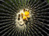 Echinocactus platyacanthus