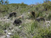 Echinocactus platyacanthus