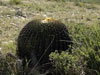 Echinocactus platyacanthus