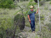 Echinocactus platyacanthus