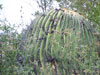 Echinocactus platyacanthus