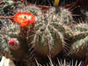 Echinocereus polyacanthus