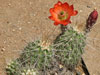 Echinocereus polyacanthus