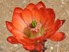 Echinocereus polyacanthus