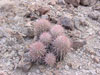 Echinocactus polycephalus