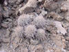 Echinocactus polycephalus