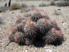 Echinocactus polycephalus