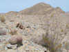 Echinocactus polycephalus