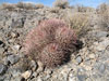 Echinocactus polycephalus