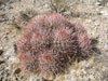 Echinocactus polycephalus