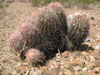 Echinocactus polycephalus