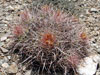 Echinocactus polycephalus