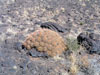 Echinocactus polycephalus