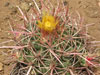 Echinocactus polycephalus