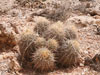 Echinocactus polycephalus