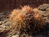 Echinocactus polycephalus