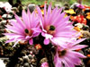 Echinocereus poselgeri