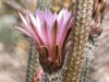 Echinocereus poselgeri