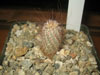 Echinocereus primolanatus