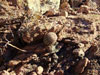 Echinocereus pseudopectinatus