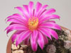 Echinocereus pulchellus